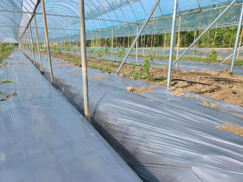 农用银黑双色地膜防草保温保湿葡萄草莓蔬菜大棚专用塑料薄膜