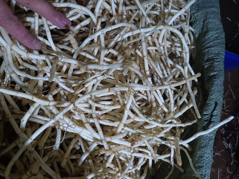新鲜鱼腥草根白茎折耳根！根同筷子粗，质量保证，根白鲜嫩，