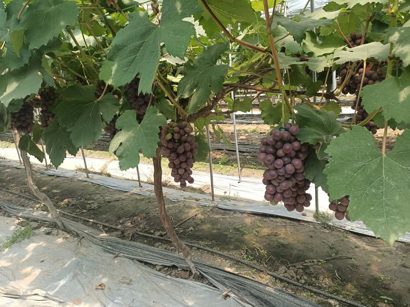 农用银黑双色地膜防草保温保湿葡萄草莓蔬菜大棚专用塑料薄膜