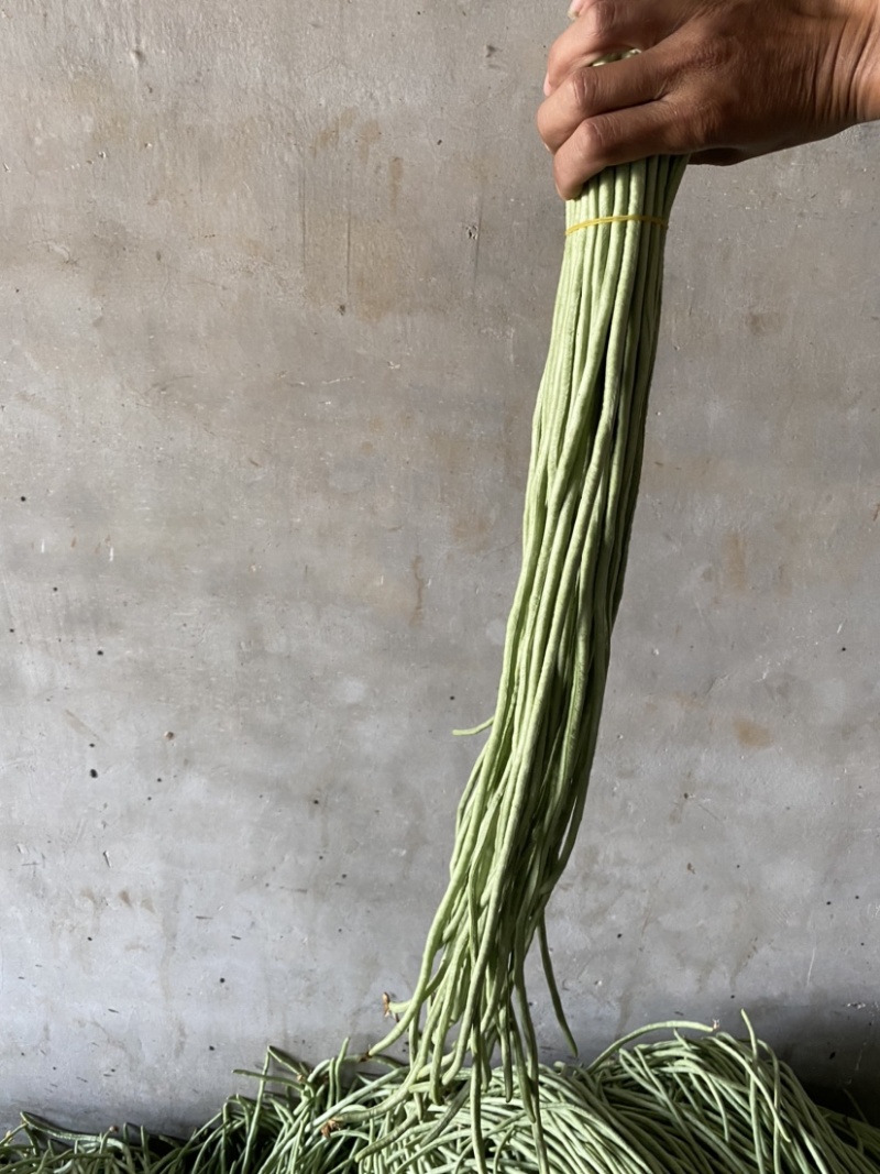 山东菏泽长豆角大量上市，欢迎有实力的老板前来咨询