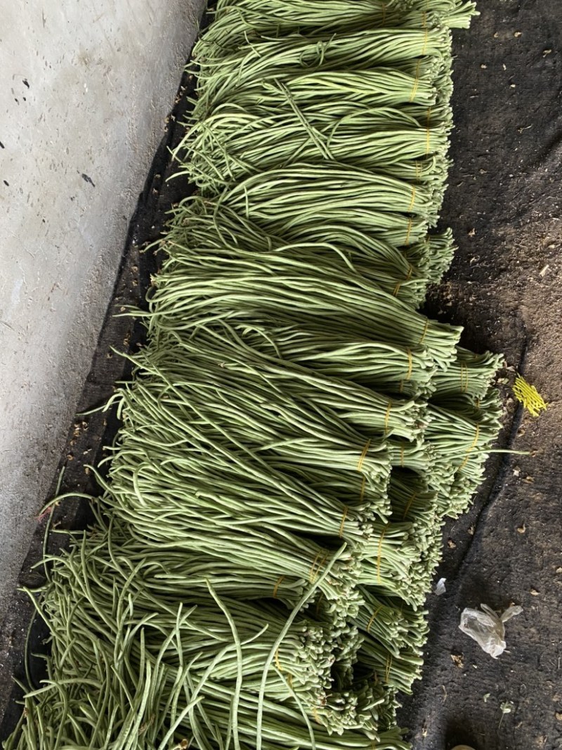 山东菏泽长豆角大量上市，欢迎有实力的老板前来咨询