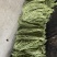 山东菏泽长豆角大量上市，欢迎有实力的老板前来咨询