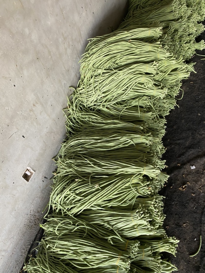 山东菏泽长豆角大量上市，欢迎有实力的老板前来咨询