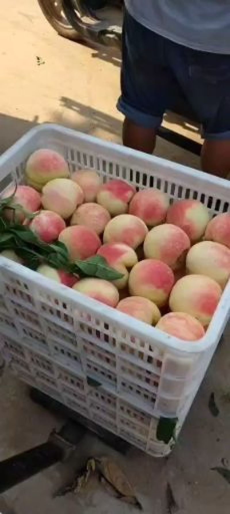 毛桃