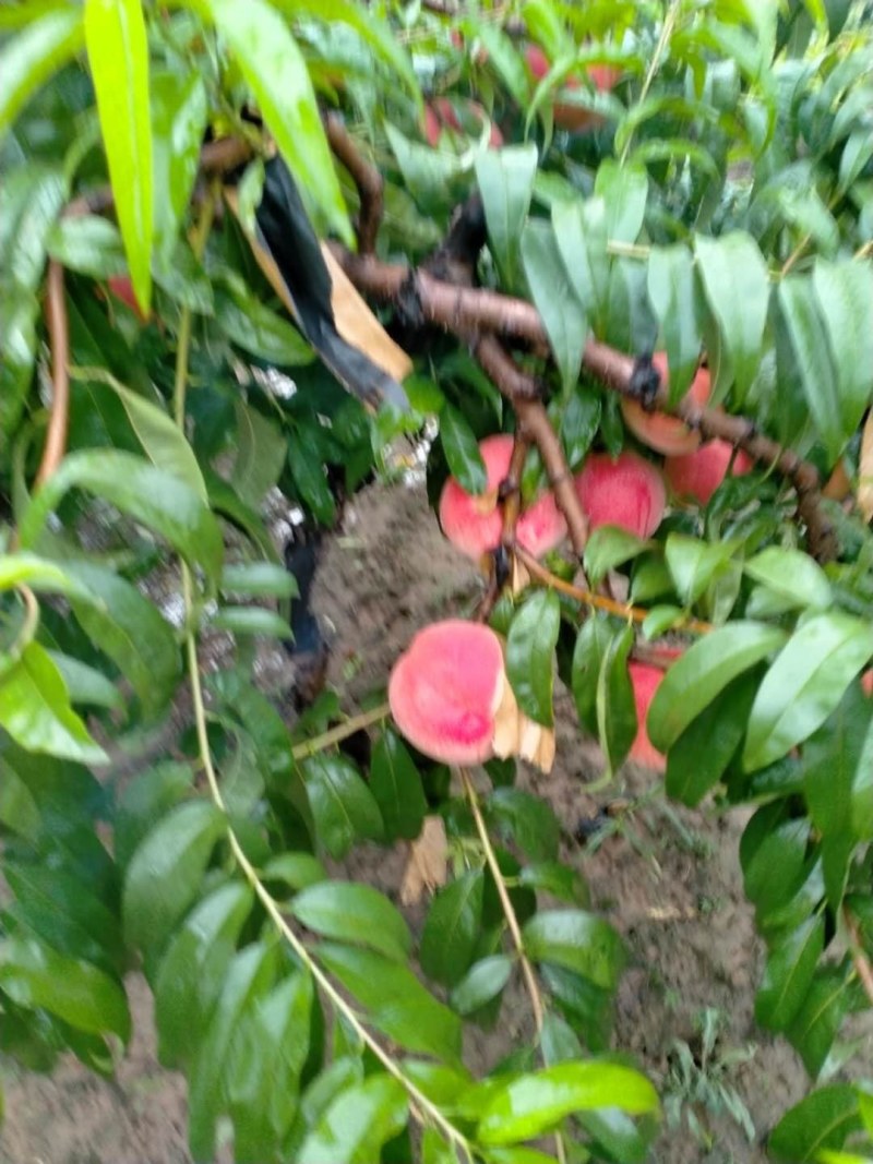 毛桃