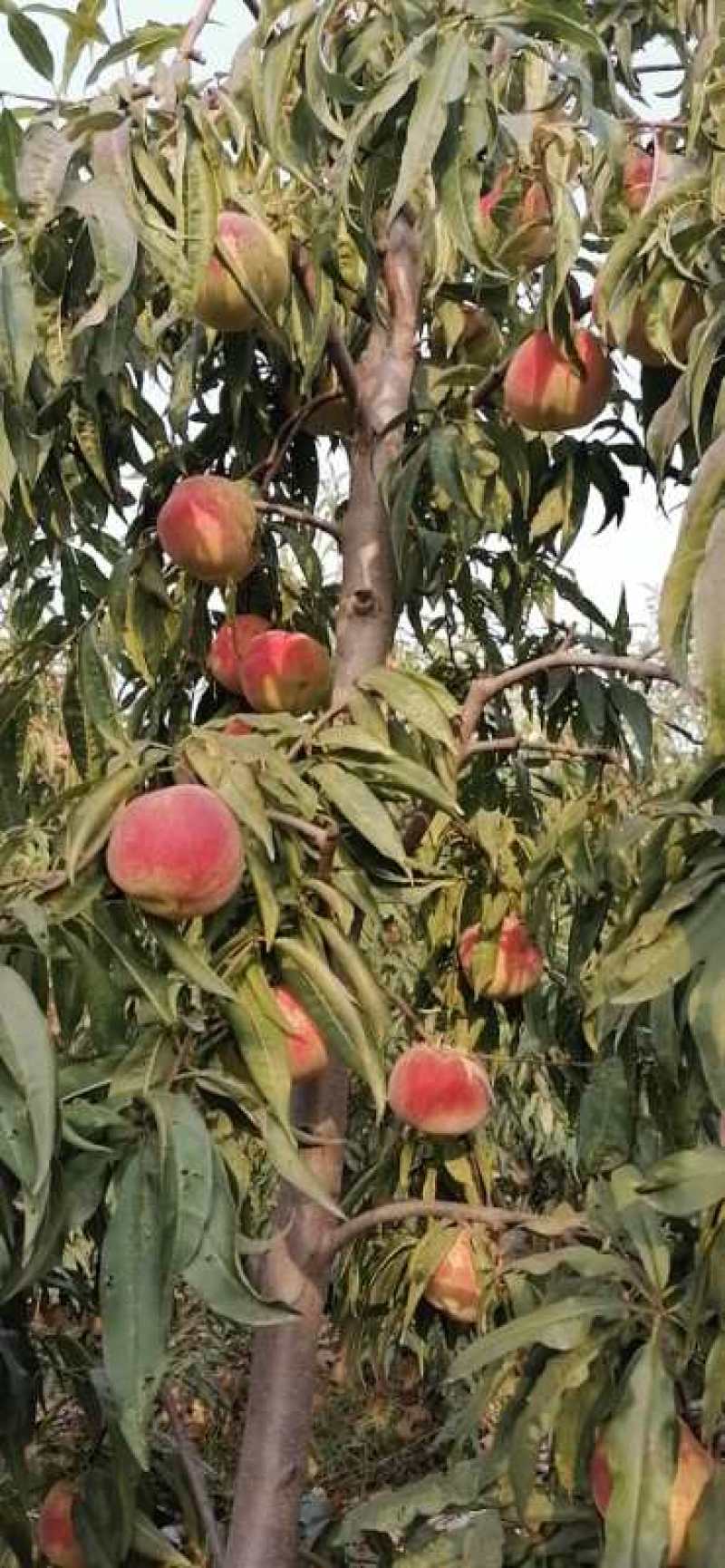 毛桃