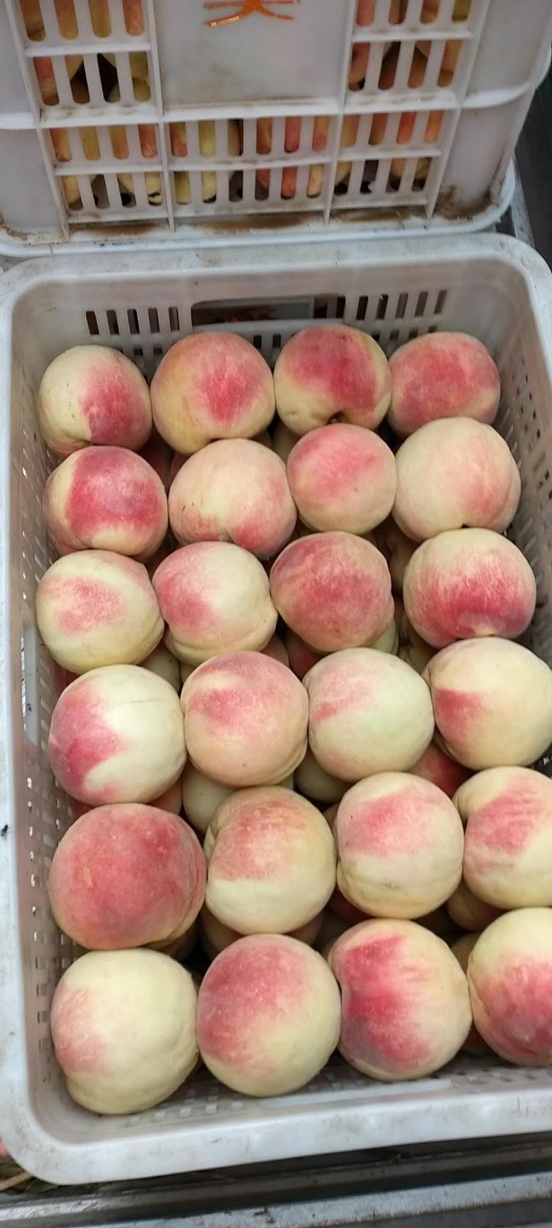 毛桃