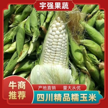糯玉米四川万糯188玉米大量上市，颗粒饱满香甜可