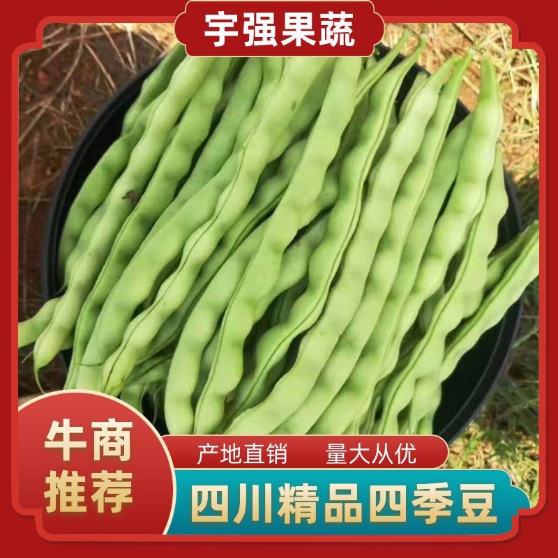 架豆大青豆肉豆。四季豆棒豆20~25厘米货量充足