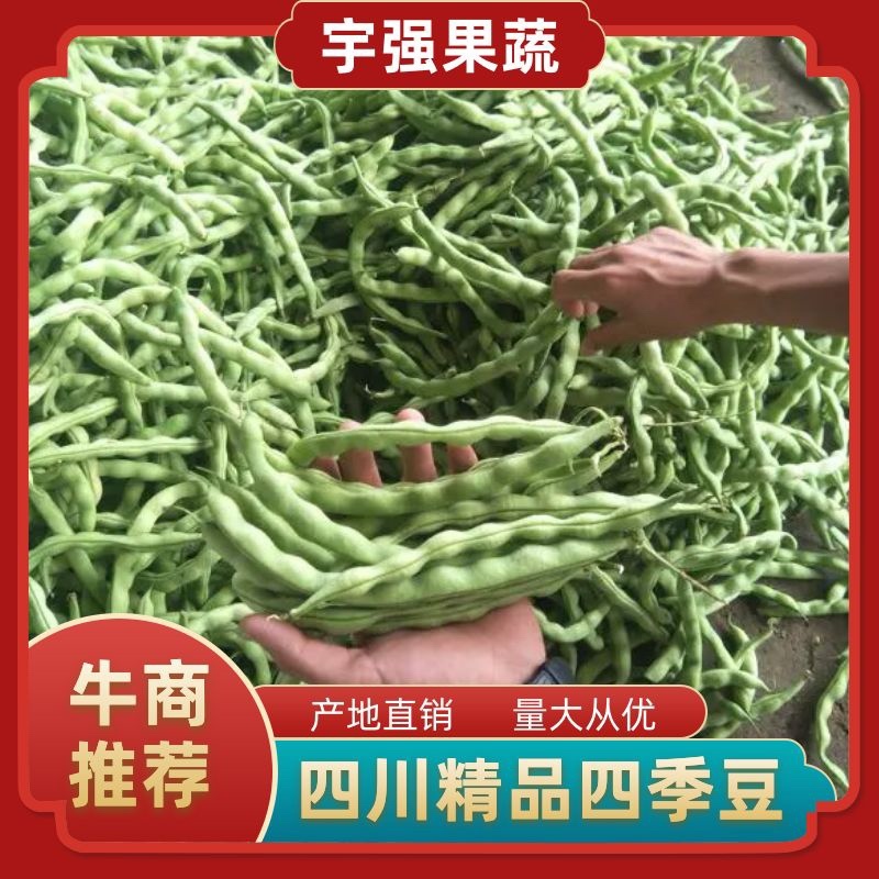 架豆大青豆肉豆。四季豆棒豆20~25厘米货量充足