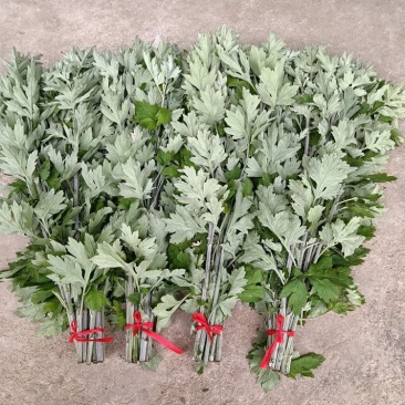 新鲜野生整颗艾草艾叶长棵艾叶草端午节挂门上整把礼品艾蒿叶