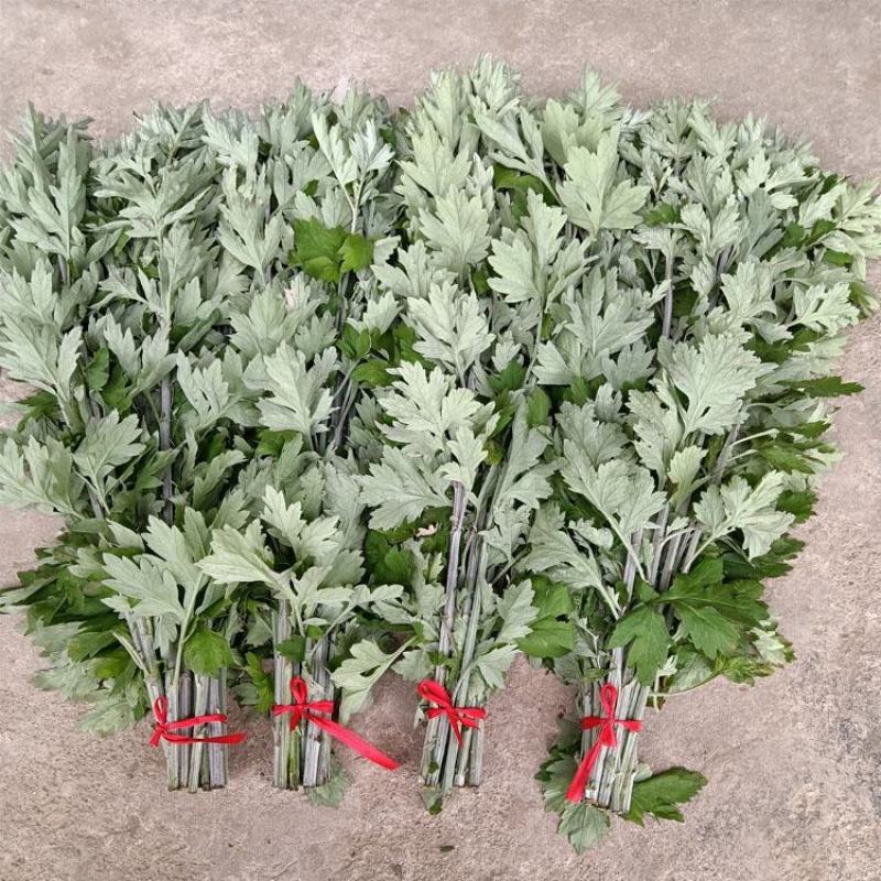 新鲜野生整颗艾草艾叶长棵艾叶草端午节挂门上整把礼品艾蒿叶