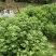 新鲜野生整颗艾草艾叶长棵艾叶草端午节挂门上整把礼品艾蒿叶