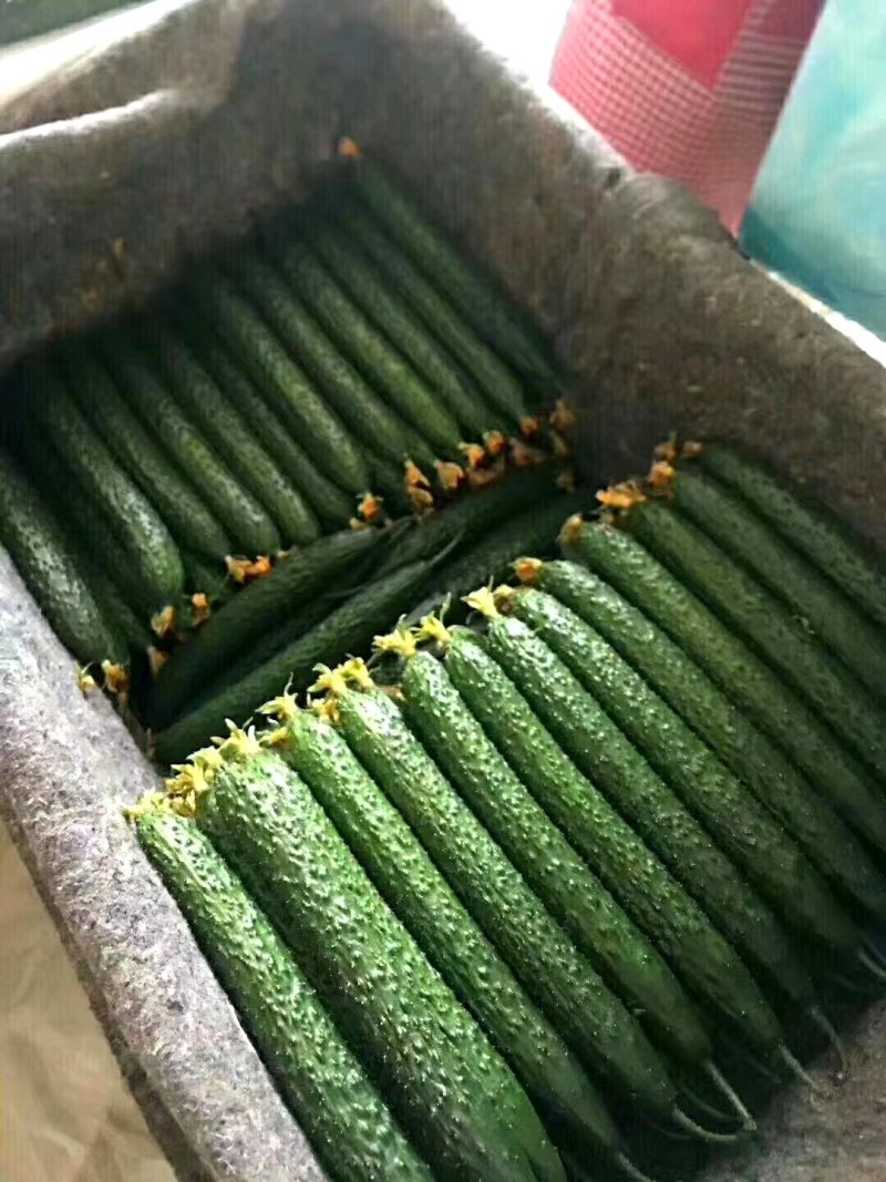 密刺黄瓜，产地直供。质量保证，价格美丽。