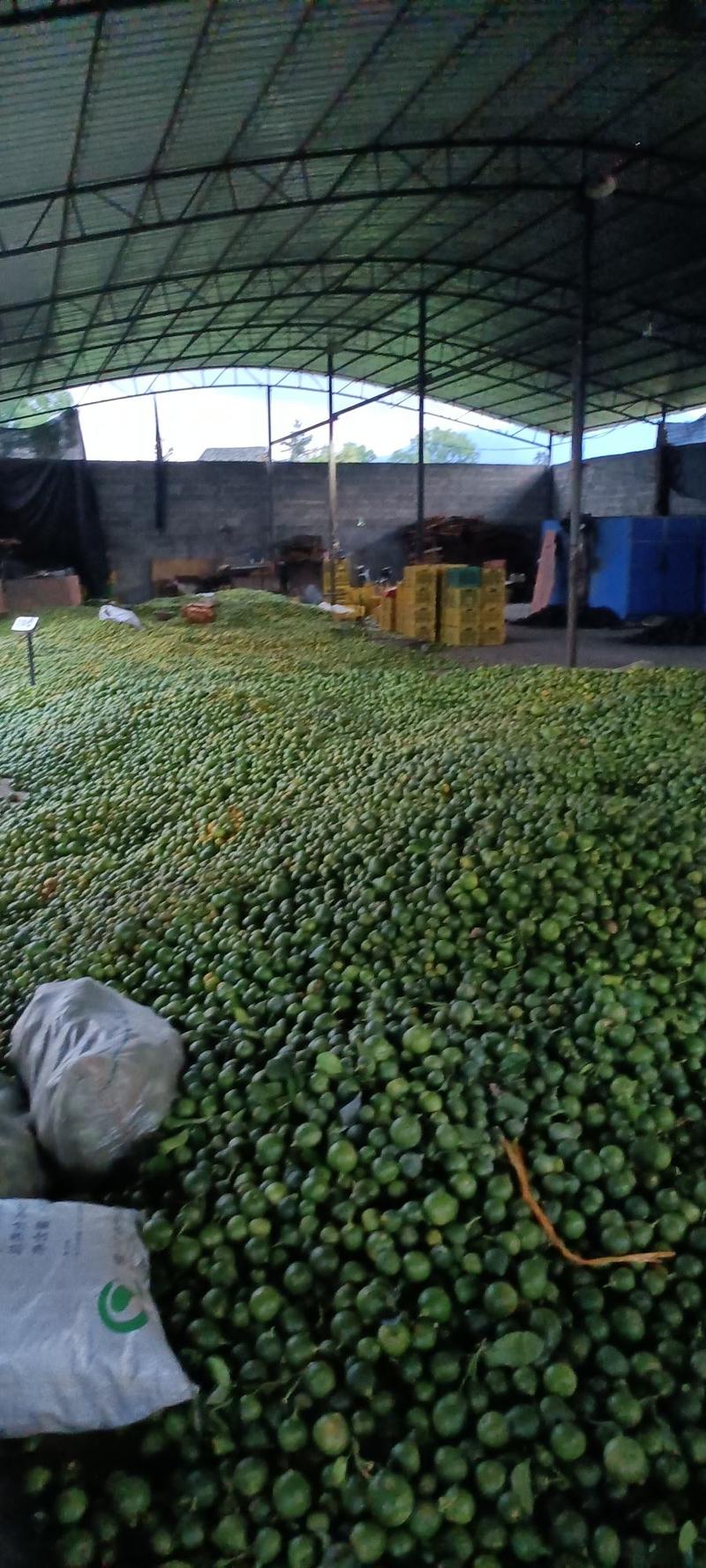 江永县沙田柚大量有货现摘现发有需要的老板可以到产地看货