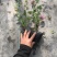 小木槿花卉微草莓优雅女士常年有货可一件代发