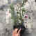 小木槿花卉微草莓优雅女士常年有货可一件代发