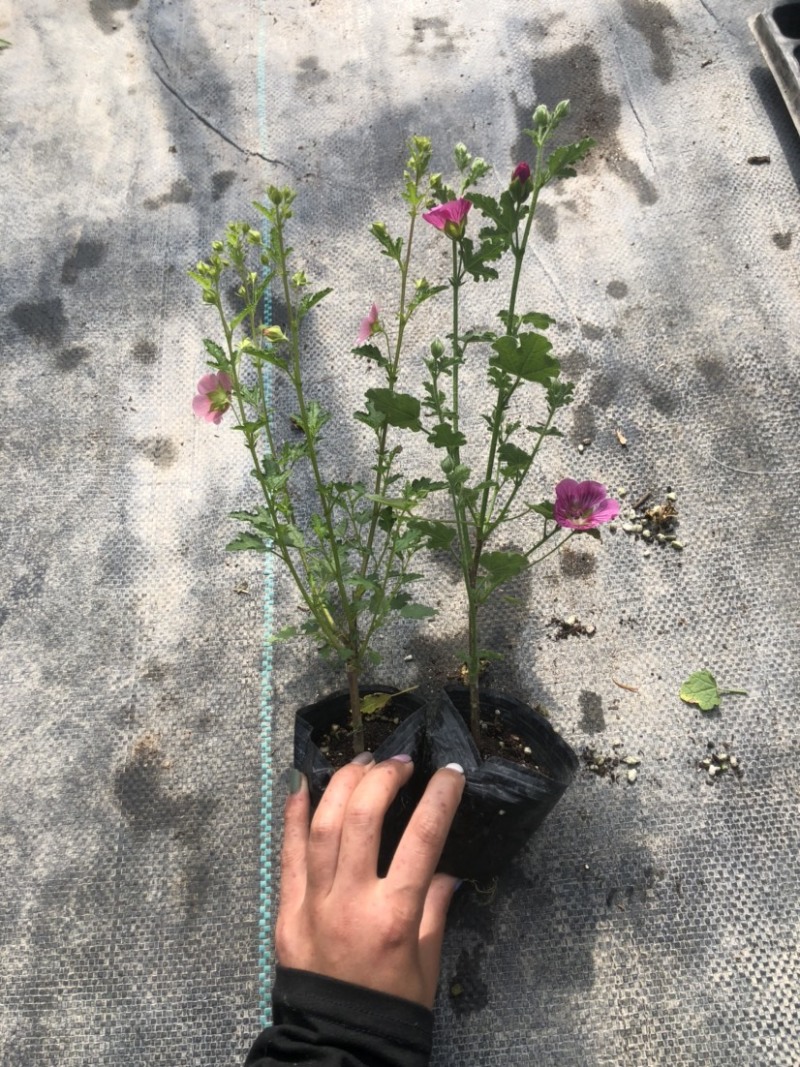 小木槿花卉微草莓优雅女士常年有货可一件代发