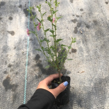 小木槿花卉微草莓优雅女士常年有货可一件代发