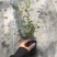 小木槿花卉微草莓优雅女士常年有货可一件代发