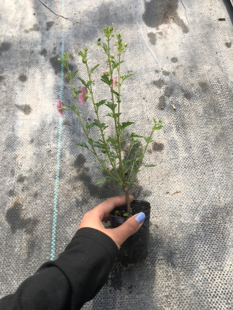 小木槿花卉微草莓优雅女士常年有货可一件代发