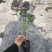 小木槿花卉微草莓优雅女士常年有货可一件代发