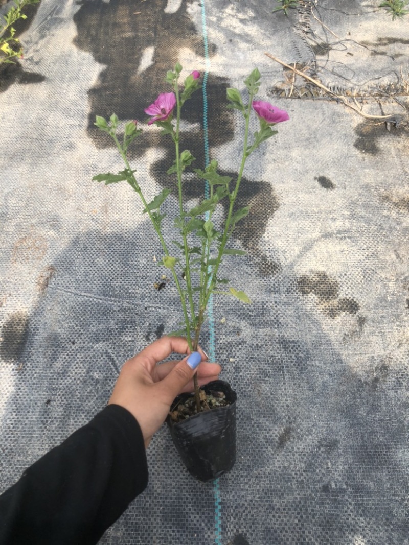小木槿花卉微草莓优雅女士常年有货可一件代发