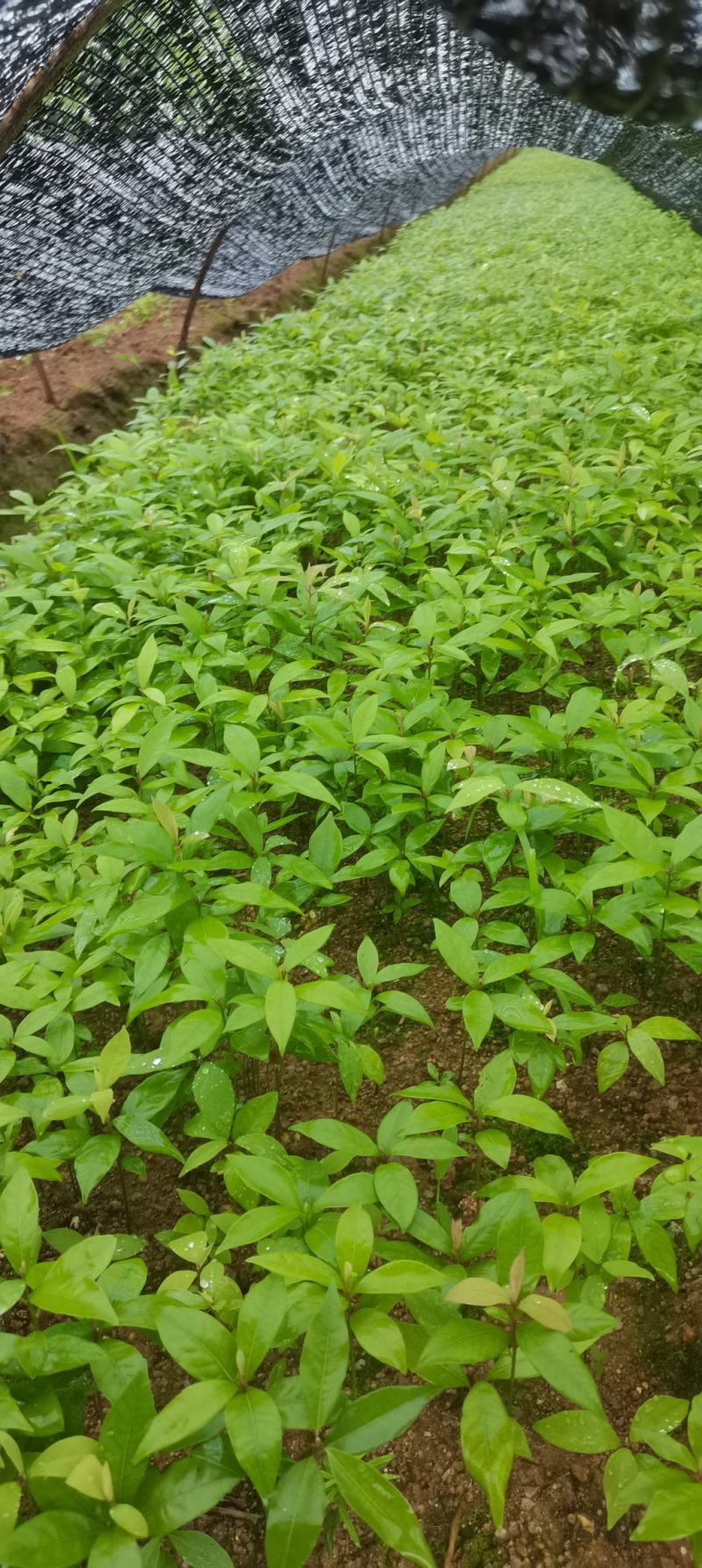楠木芽苗，江西闽楠，自家苗圃直供，苗木批发