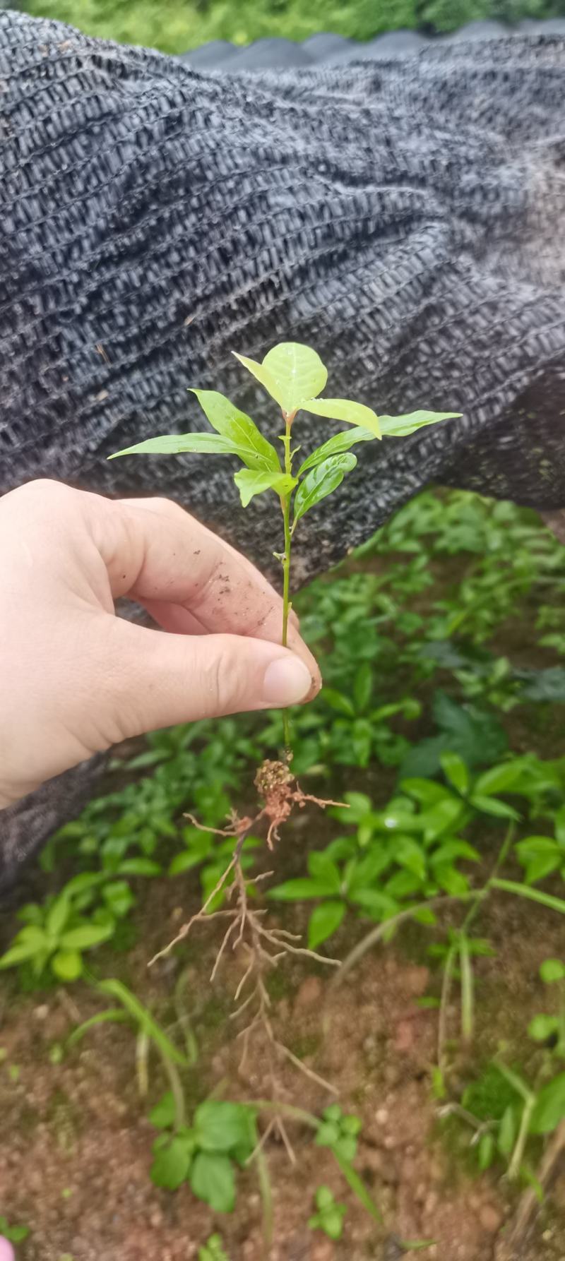楠木芽苗，江西闽楠，自家苗圃直供，苗木批发