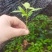 楠木芽苗，江西闽楠，自家苗圃直供，苗木批发