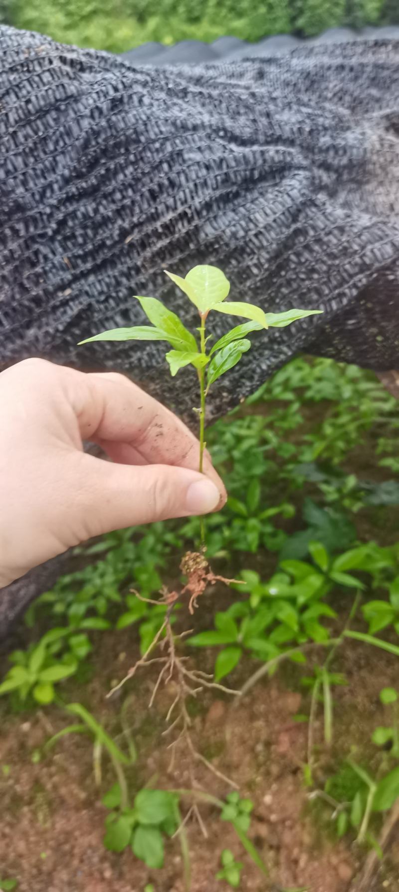 楠木芽苗，江西闽楠，自家苗圃直供，苗木批发