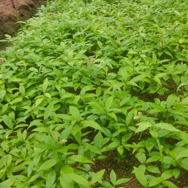楠木芽苗，江西闽楠，自家苗圃直供，苗木批发