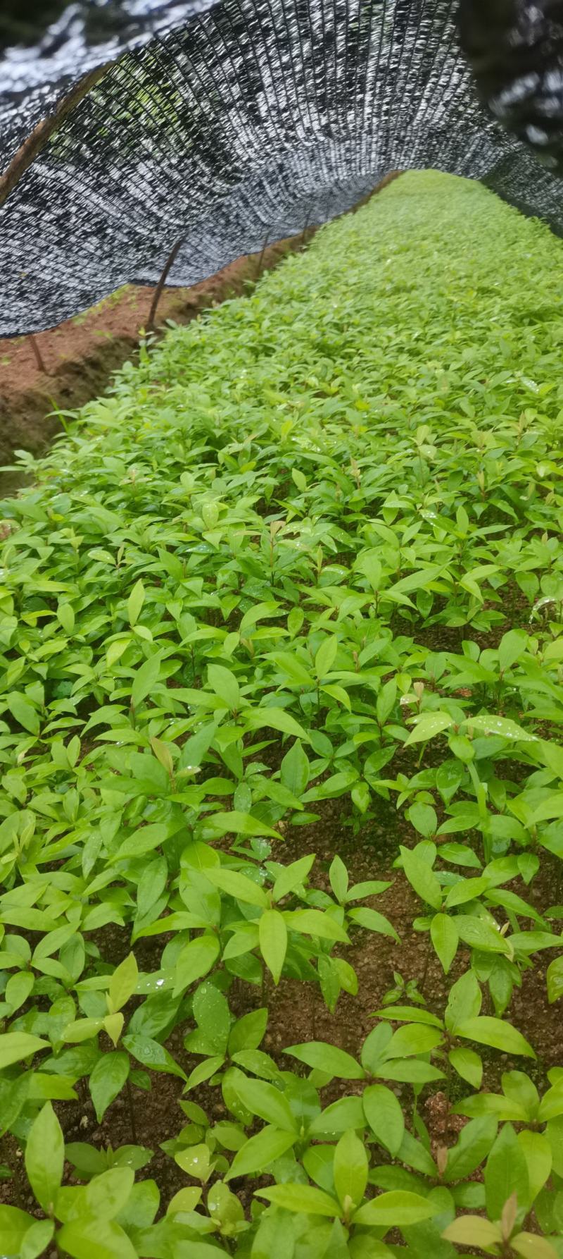 楠木芽苗，江西闽楠，自家苗圃直供，苗木批发
