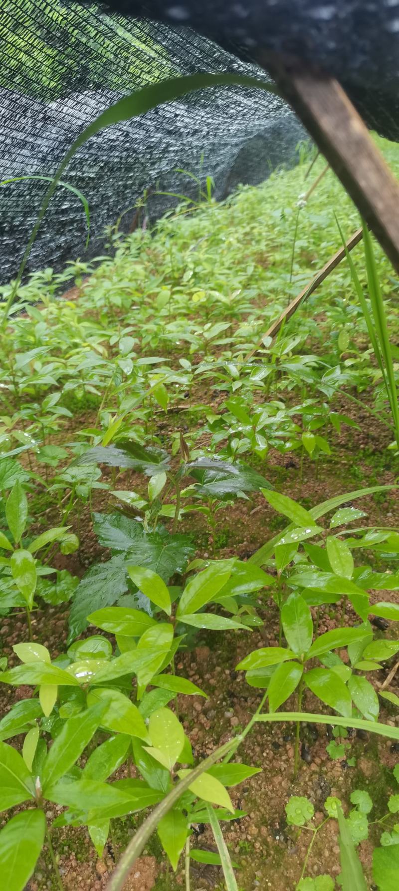 楠木芽苗，江西闽楠，自家苗圃直供，苗木批发