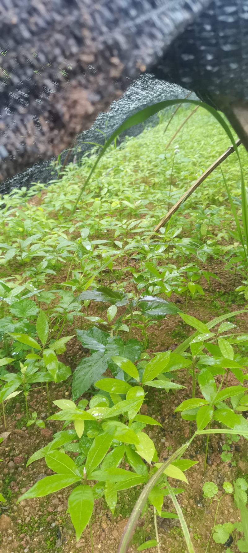 楠木芽苗，江西闽楠，自家苗圃直供，苗木批发
