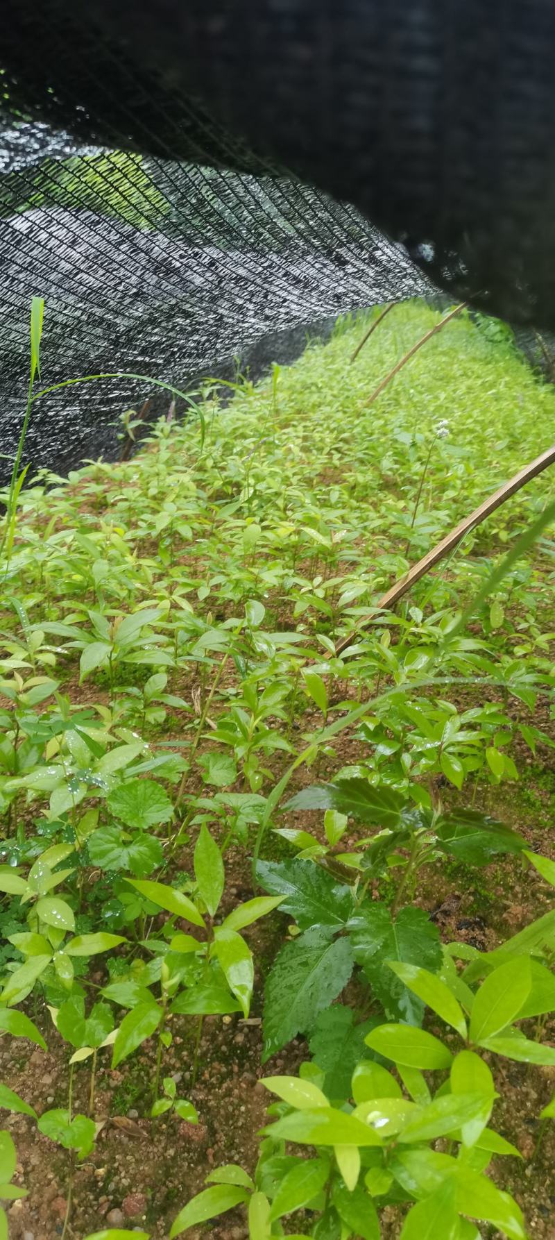 楠木芽苗，江西闽楠，自家苗圃直供，苗木批发