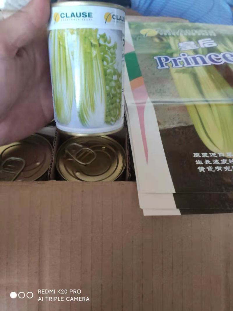 芹菜苗，品种，皇冠，法国皇后等各种精品芹菜苗