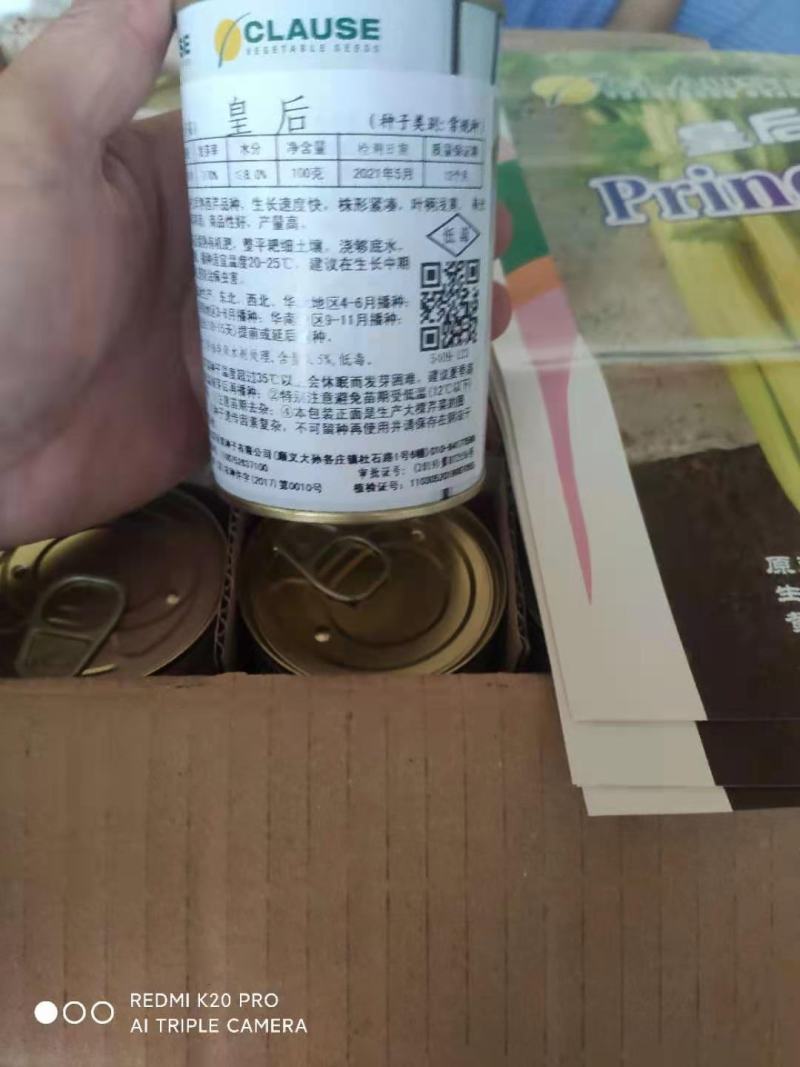 芹菜苗，品种，皇冠，法国皇后等各种精品芹菜苗
