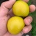 蜂糖李批发四川古蔺县兴文村蜂糖李种植基地