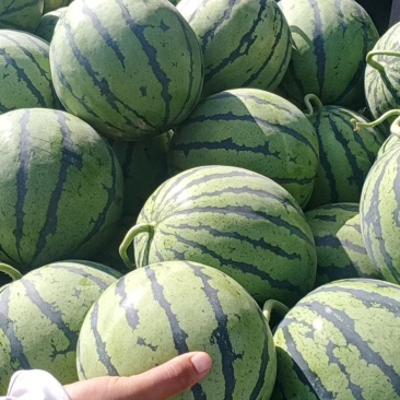 京欣西瓜，汁水饱满，量大从优，现摘现发，欢迎选购。