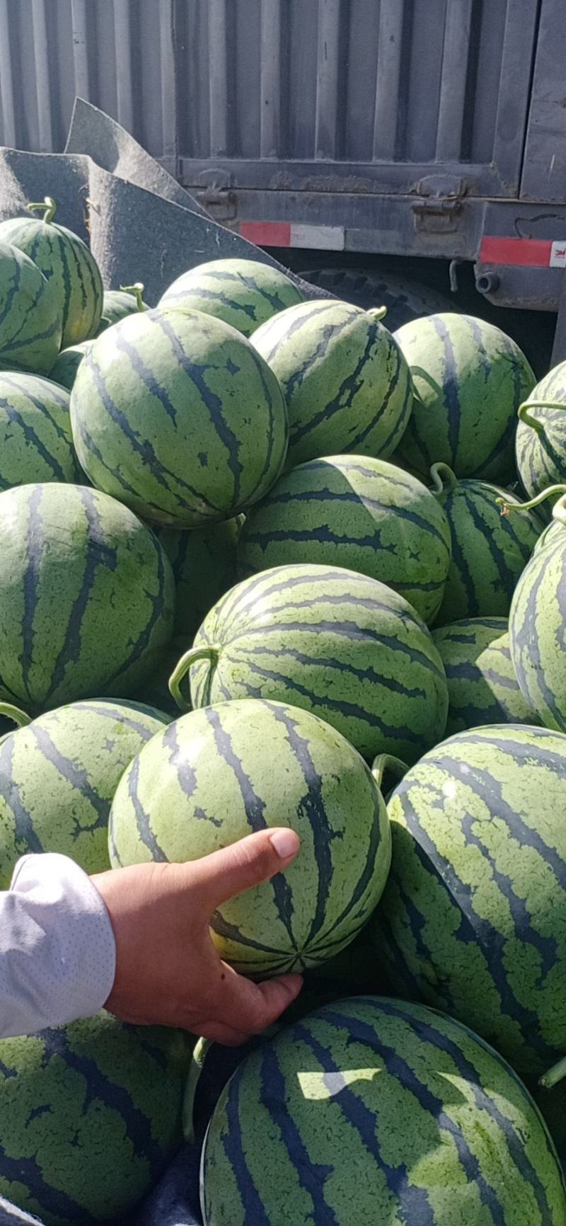 京欣西瓜，汁水饱满，量大从优，现摘现发，欢迎选购。