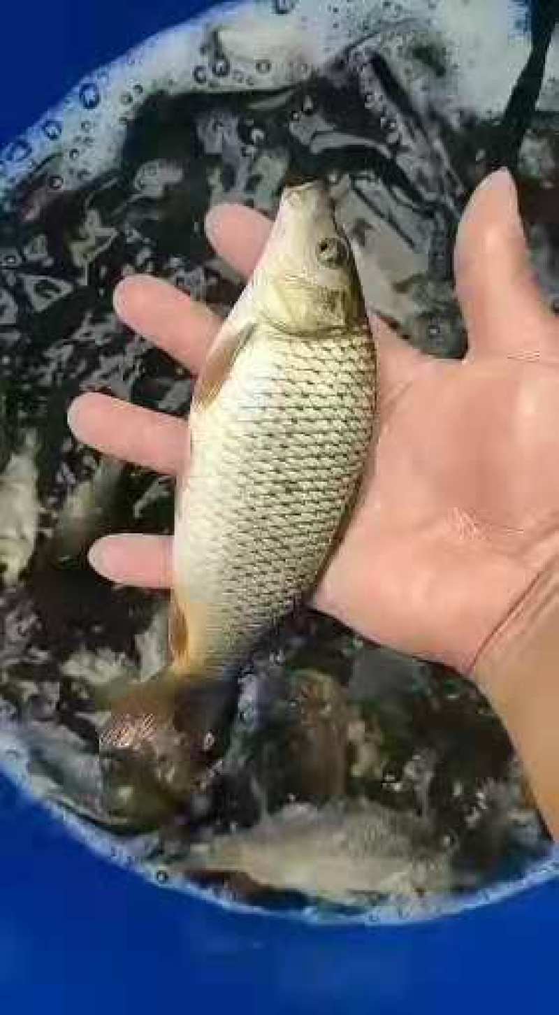 鲤鱼苗稻田鲤鱼中科3号鲫鱼武昌鱼淡水养殖包成活，欢迎订购