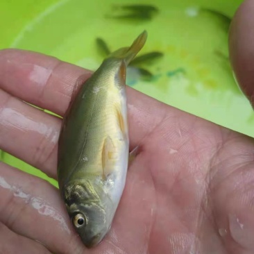 鲤鱼苗稻田鲤鱼中科3号鲫鱼武昌鱼淡水养殖包成活，欢迎订购