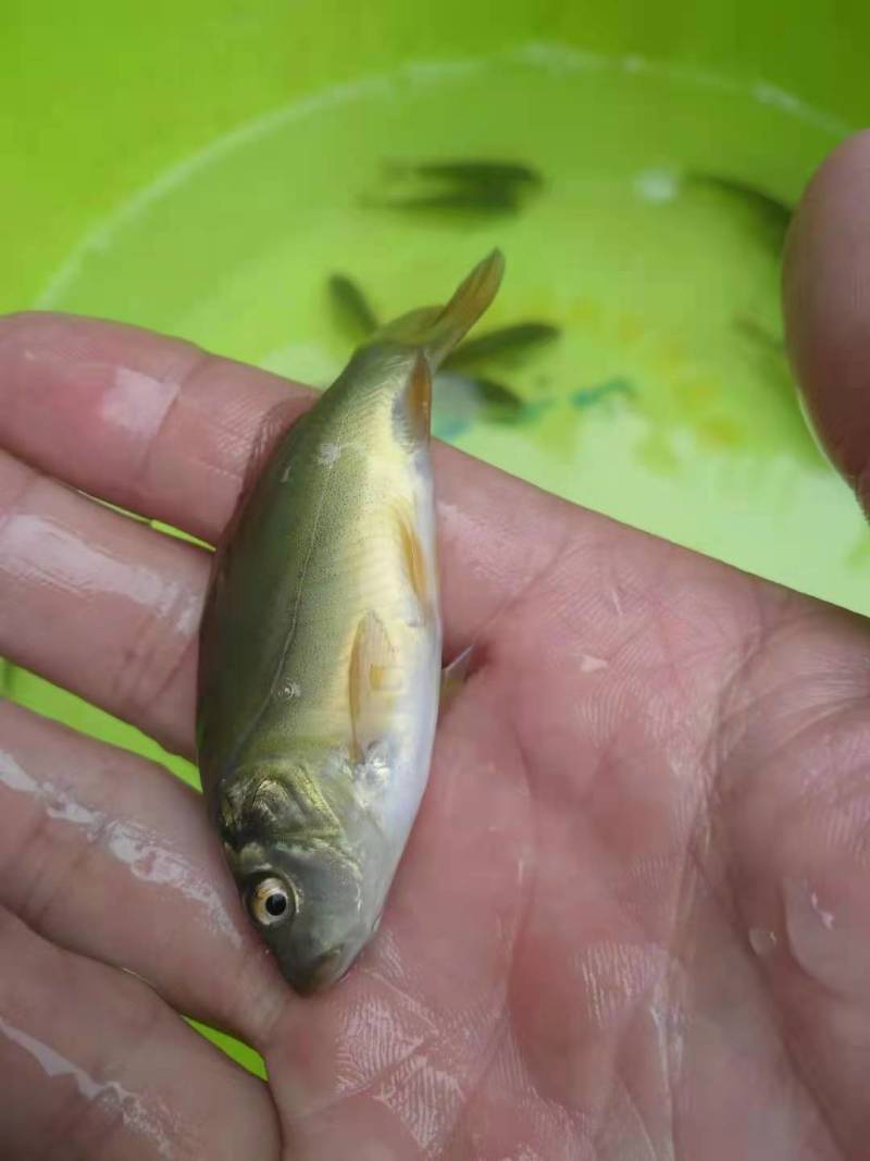 鲤鱼苗稻田鲤鱼中科3号鲫鱼武昌鱼淡水养殖包成活，欢迎订购