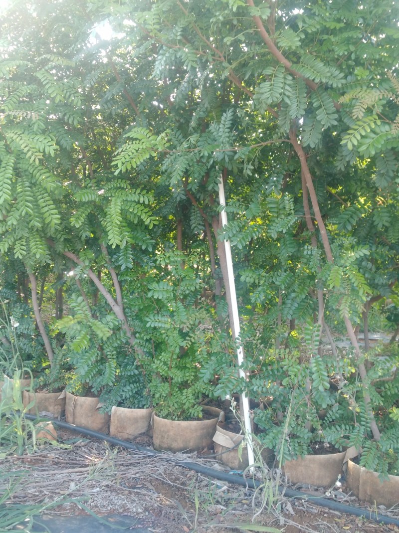 云南省岀售清香木，规格地径2公分以上，袋子2O公分