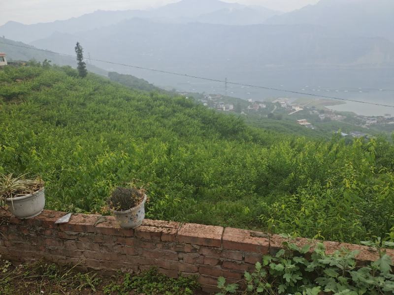 云南绥江半边红李子即将上市