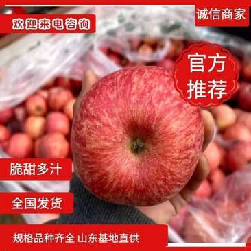 红富士苹果批发山东苹果产地销早，中，晚苹果脆甜