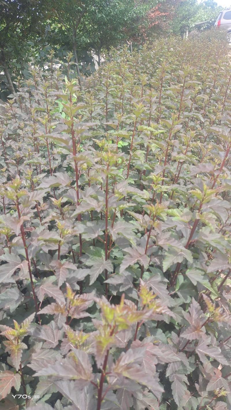 营养杯金叶枫箱果高60厘米杯子13/15厘米