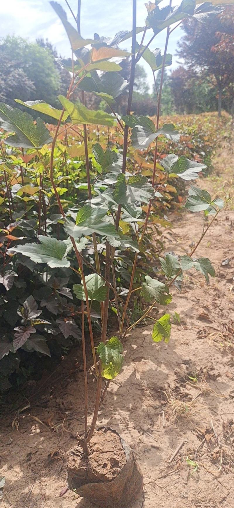营养杯金叶枫箱果高60厘米杯子13/15厘米