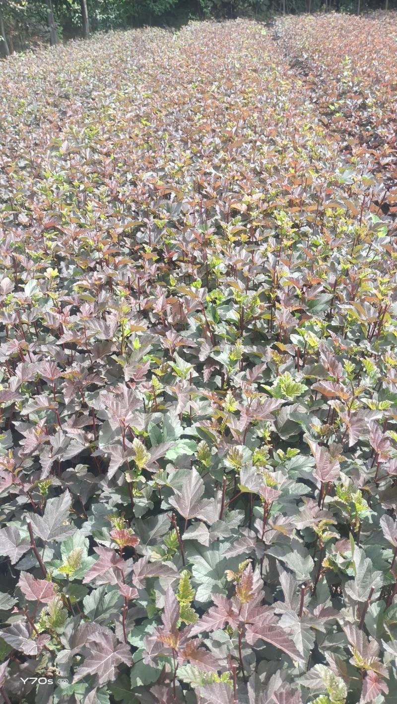 营养杯金叶枫箱果高60厘米杯子13/15厘米